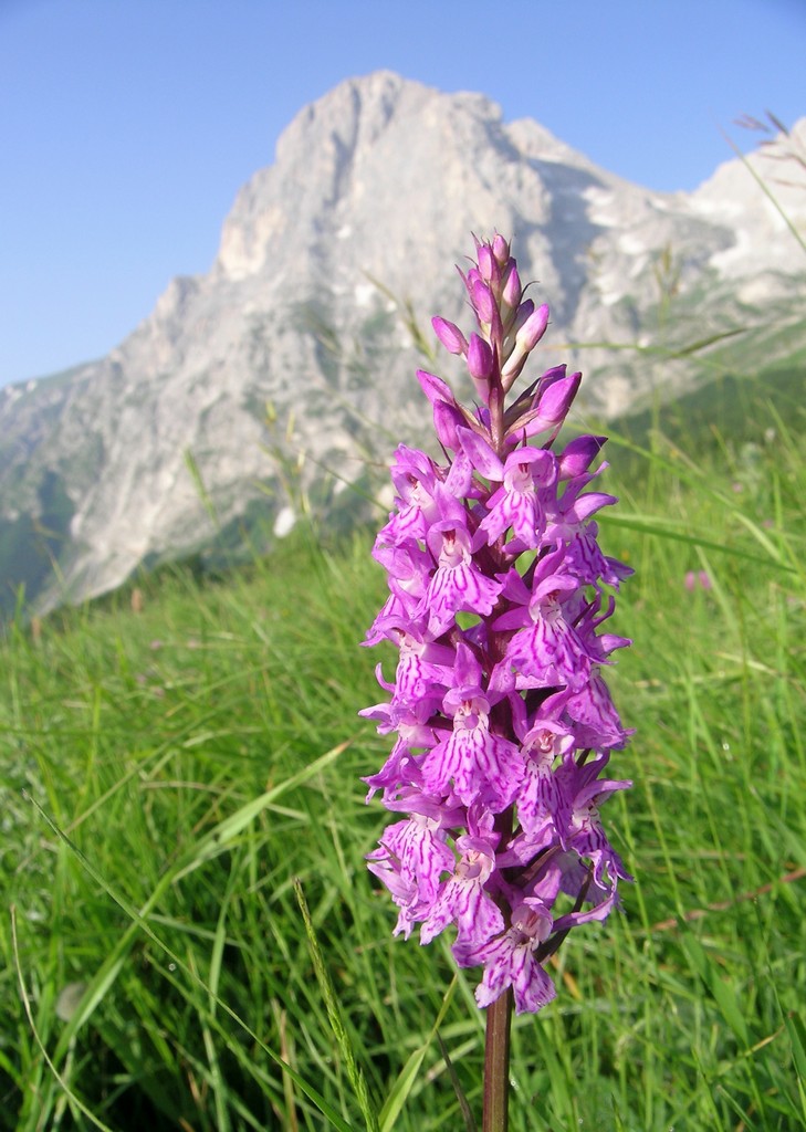 Il Gran Sasso e le orchidee - il mio omaggio al Gigante dellAppennino.